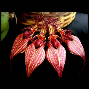 Bulbophyllum rothschildianum